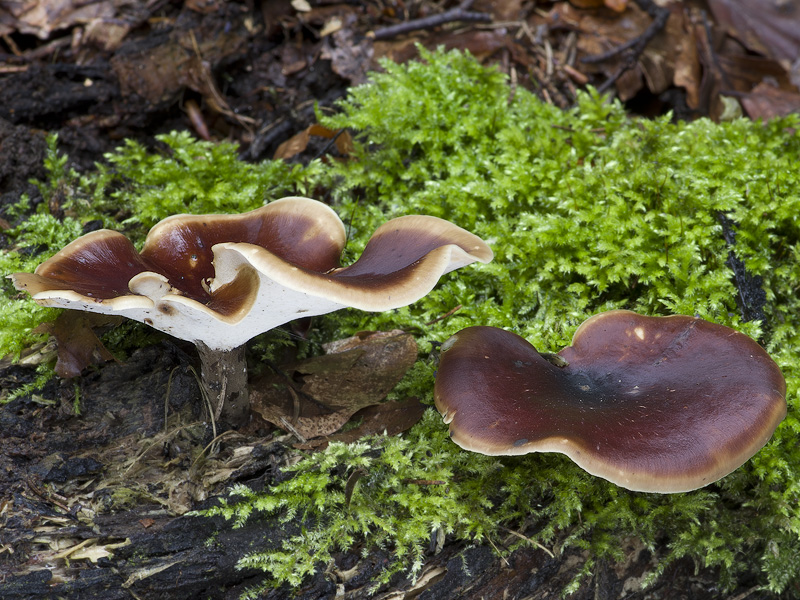 Polyporus badius